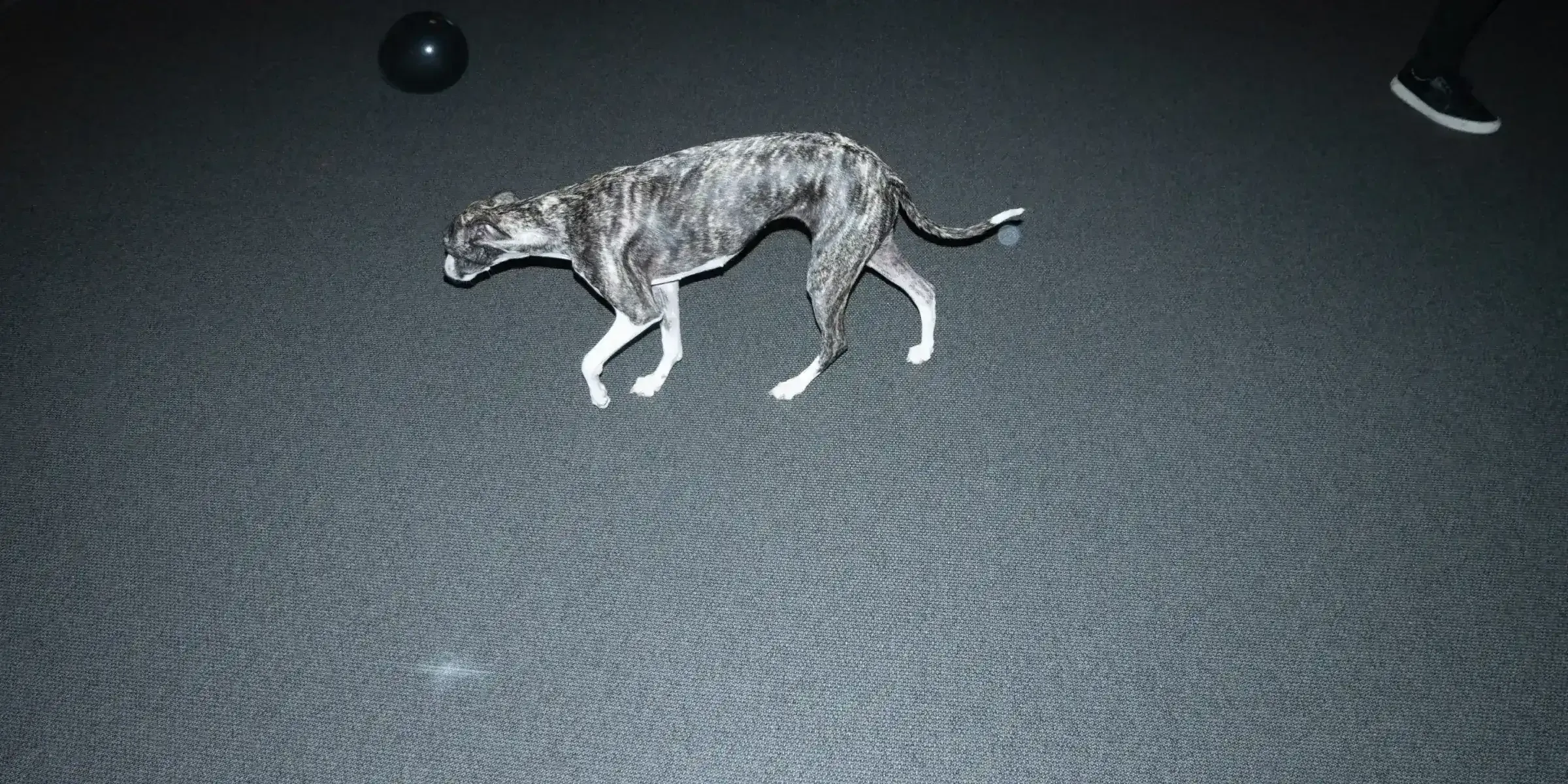 Kontorshund av vinthundstyp går över kontorsgolvet med en boll i närheten